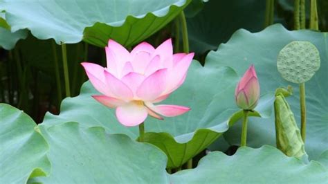 荷花養魚|荷花缸裡適合養什麼魚